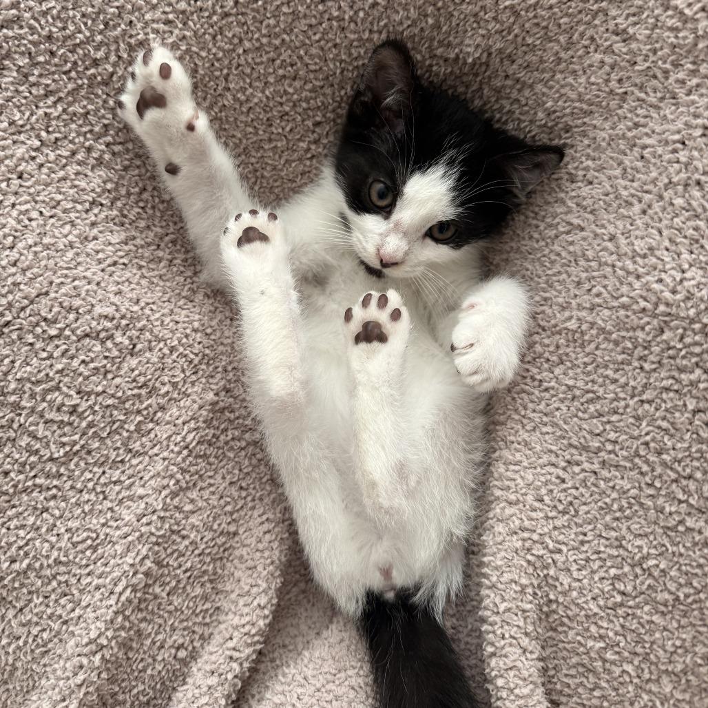 Flora (Bugs Life), Adoptable, Kitten Female Domestic Short Hair.