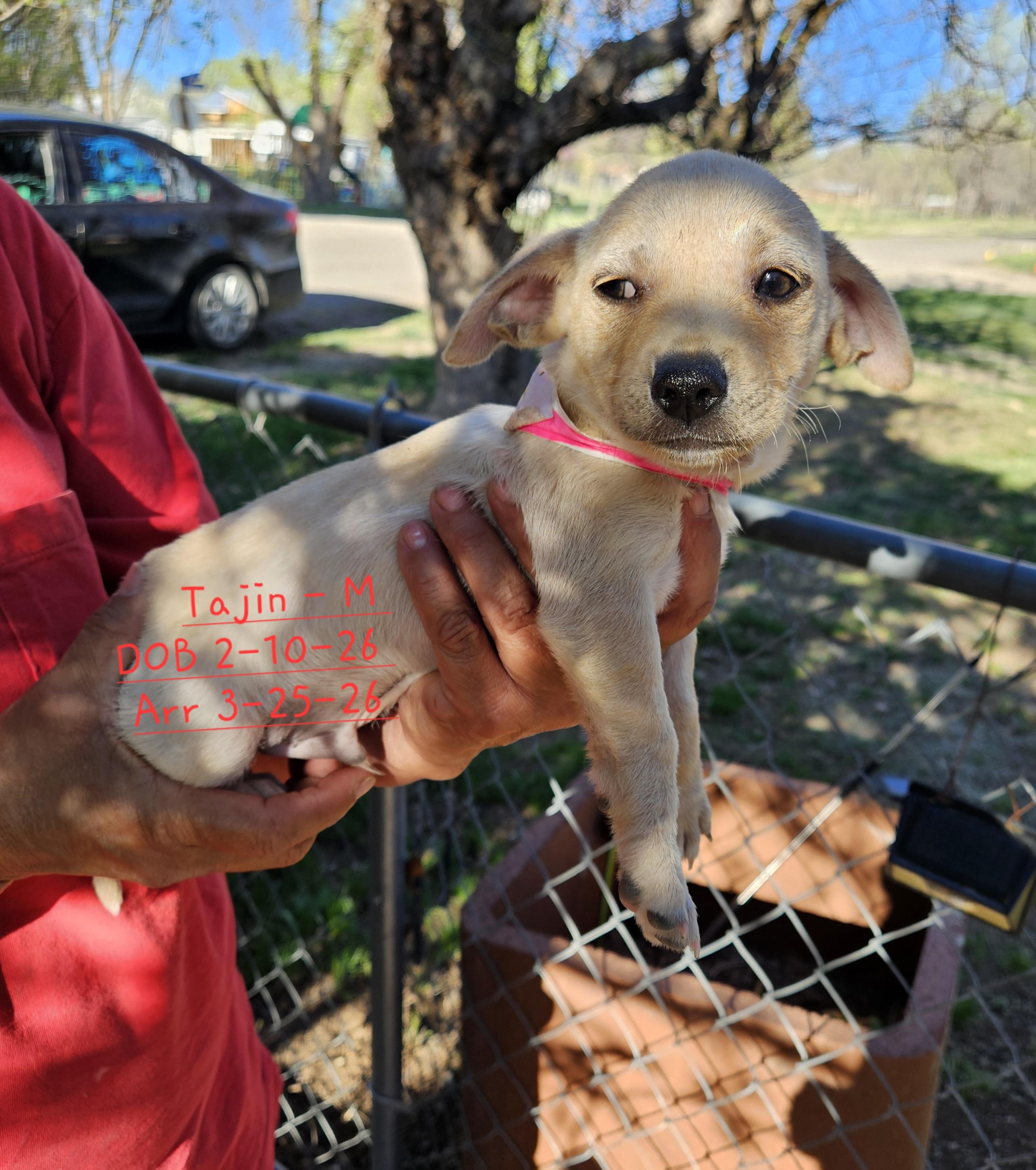 Thajin, Adopted, Young Male Chihuahua & Rat Terrier.