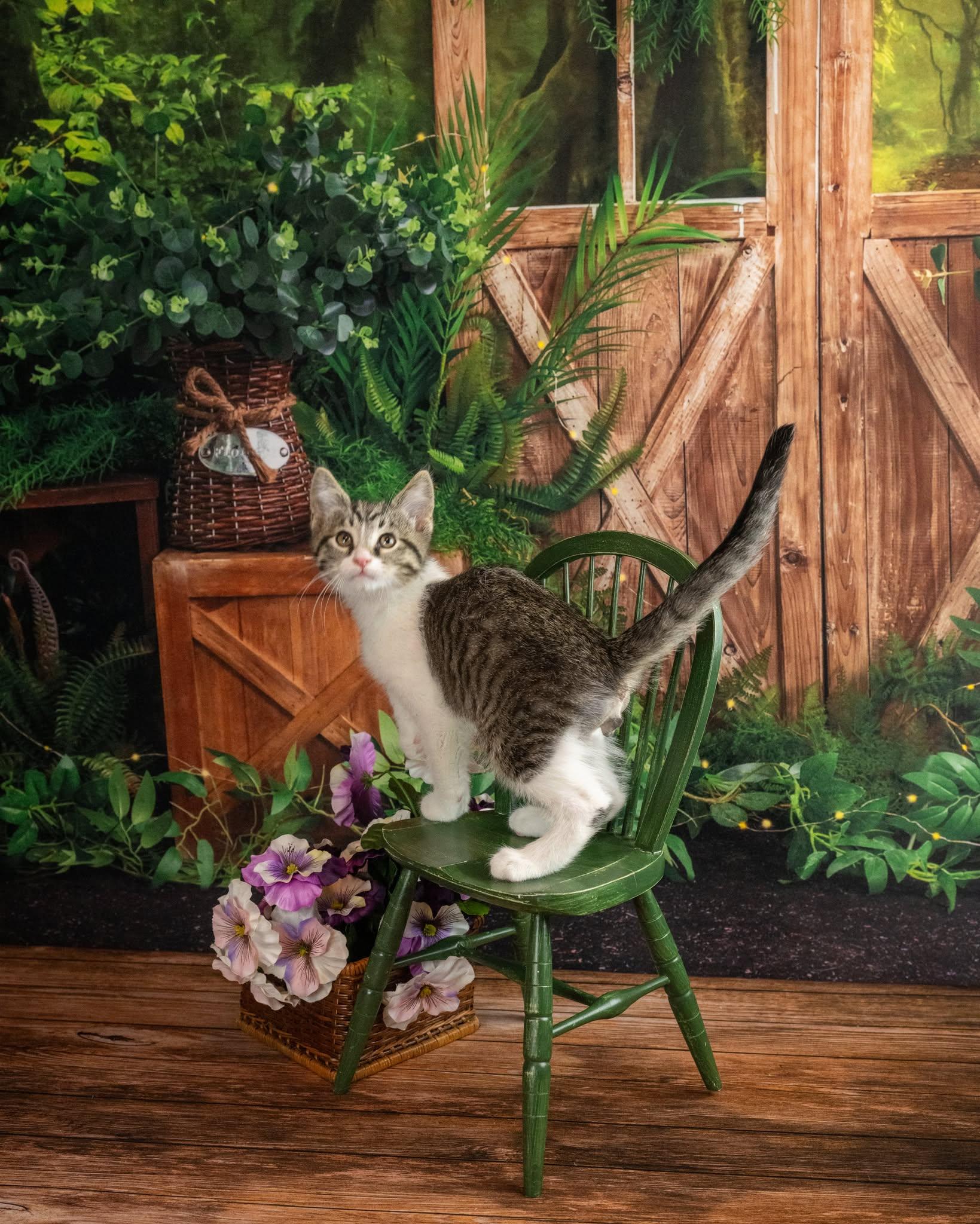 Misfit, an adopted Domestic Short Hair in Lapeer, MI image 3/4