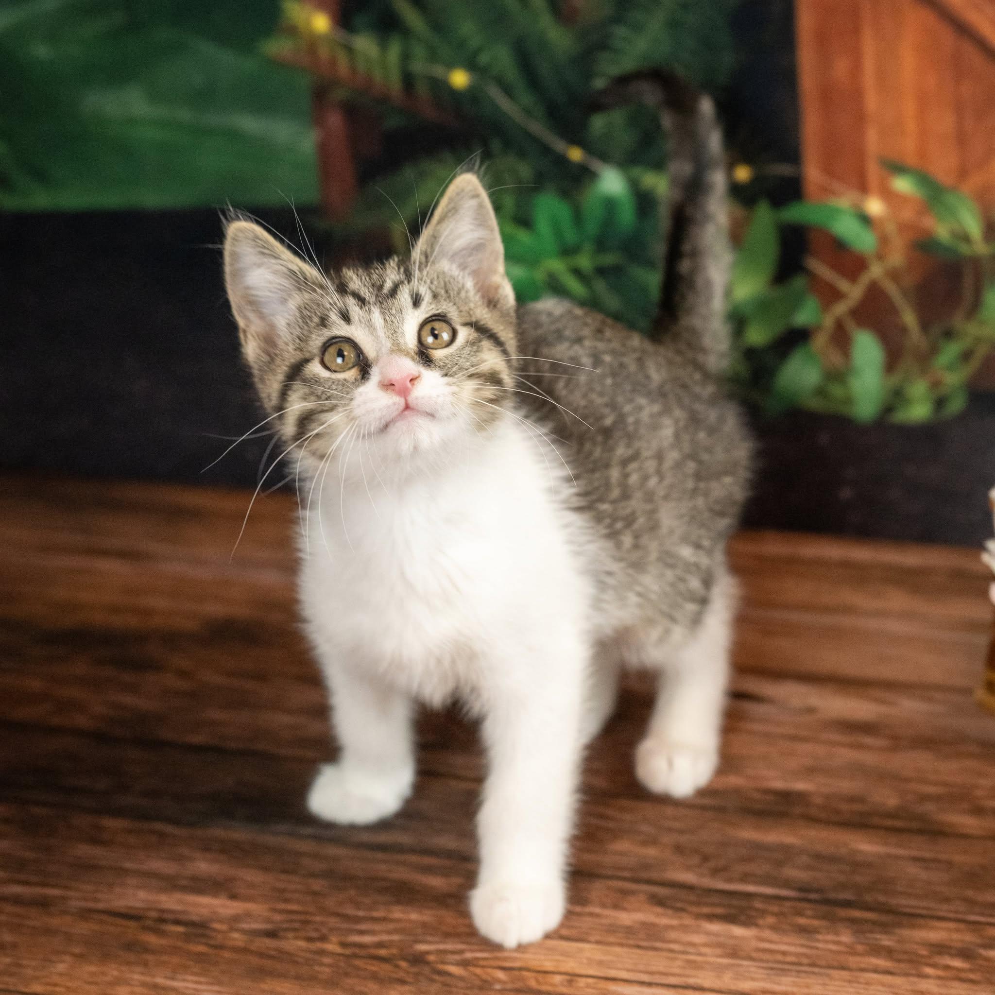Misfit, an adopted Domestic Short Hair in Lapeer, MI image 2/4
