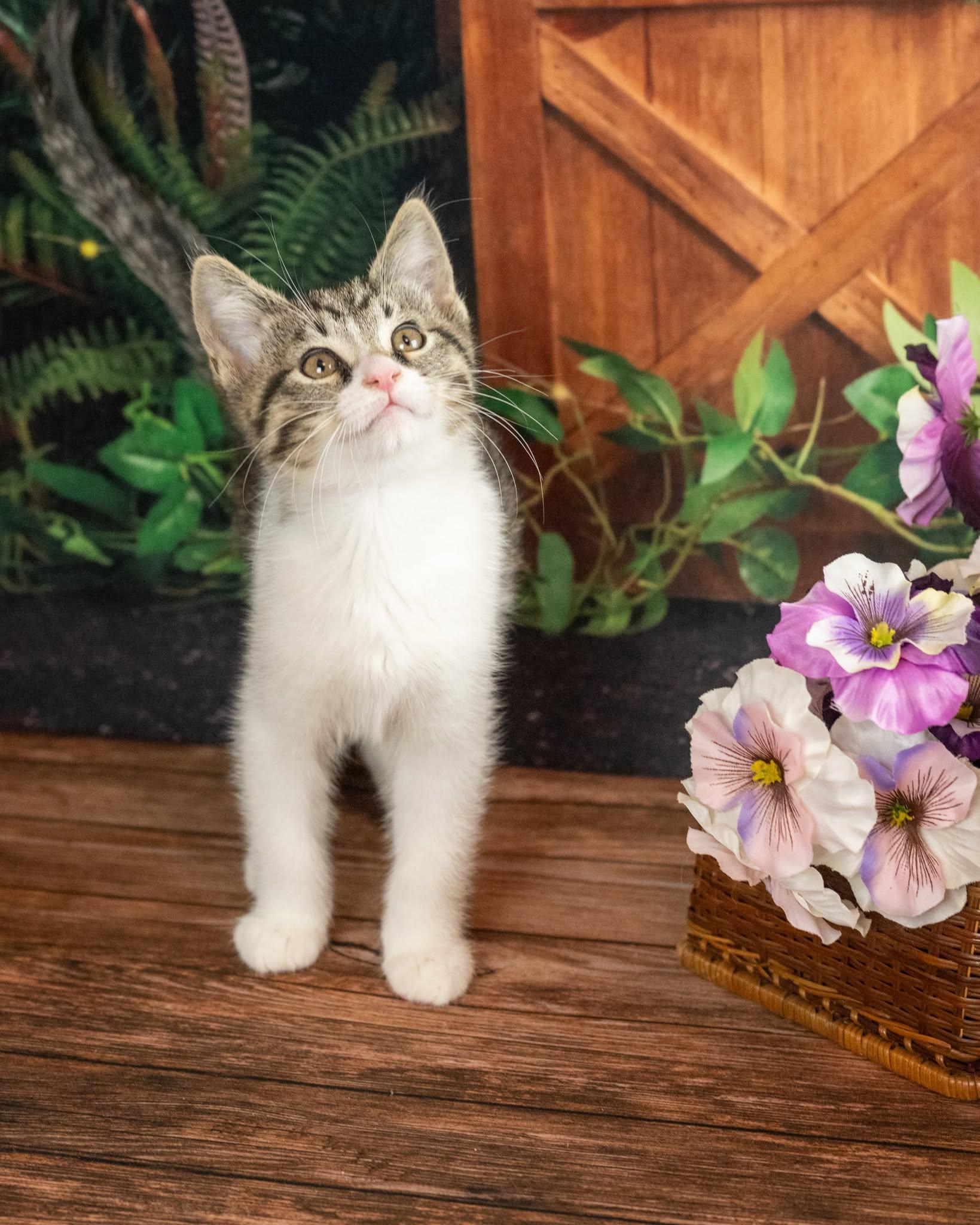 Misfit, an adopted Domestic Short Hair in Lapeer, MI image 1/4