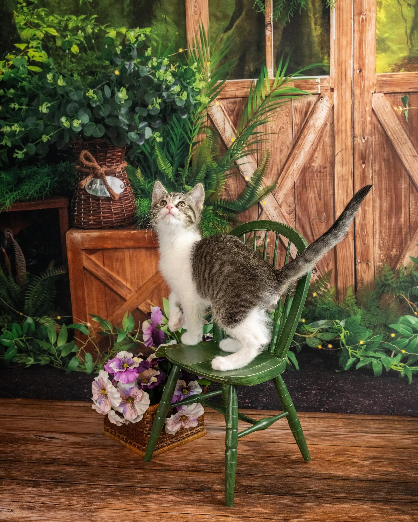 Misfit, an adopted Domestic Short Hair in Lapeer, MI image 4/4