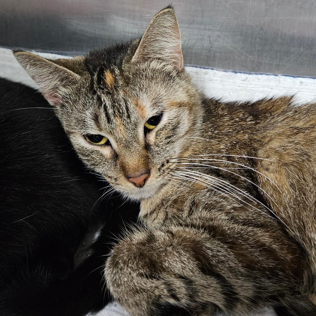 Jezabell, Adoptable, Senior Female Domestic Short Hair.