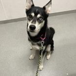 Enlarge Buck, a Adopted Husky in Hilliard, OH image 2/2