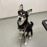 Enlarge Buck, a Adopted Husky in Hilliard, OH image 1/2