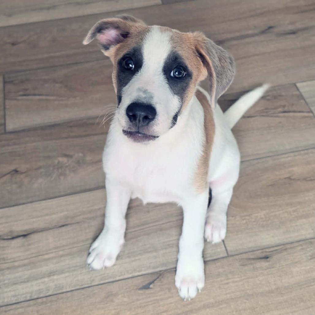 AJ Allistair Ally 26-05-145, a Adoptable mixed breed in Bastrop, TX image 1/6