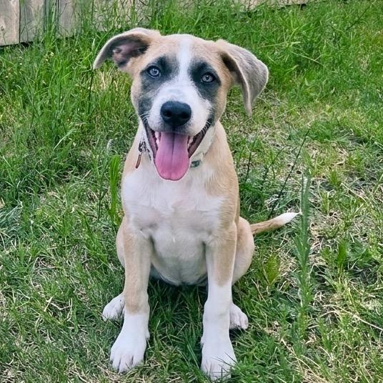 AJ Allistair Ally 26-05-145, a Adoptable mixed breed in Bastrop, TX image 3/6