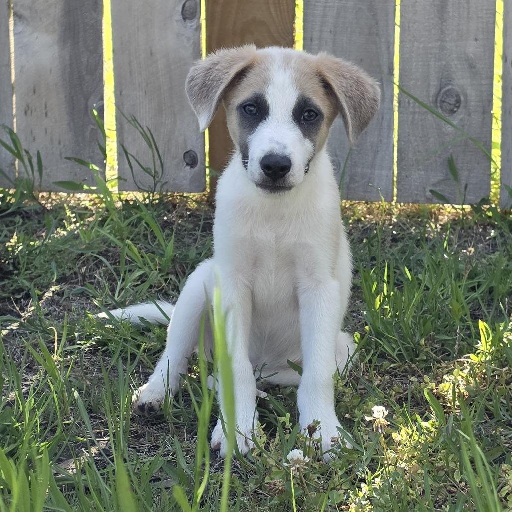 AJ Allistair Ally 26-05-145, a Adoptable mixed breed in Bastrop, TX image 4/6