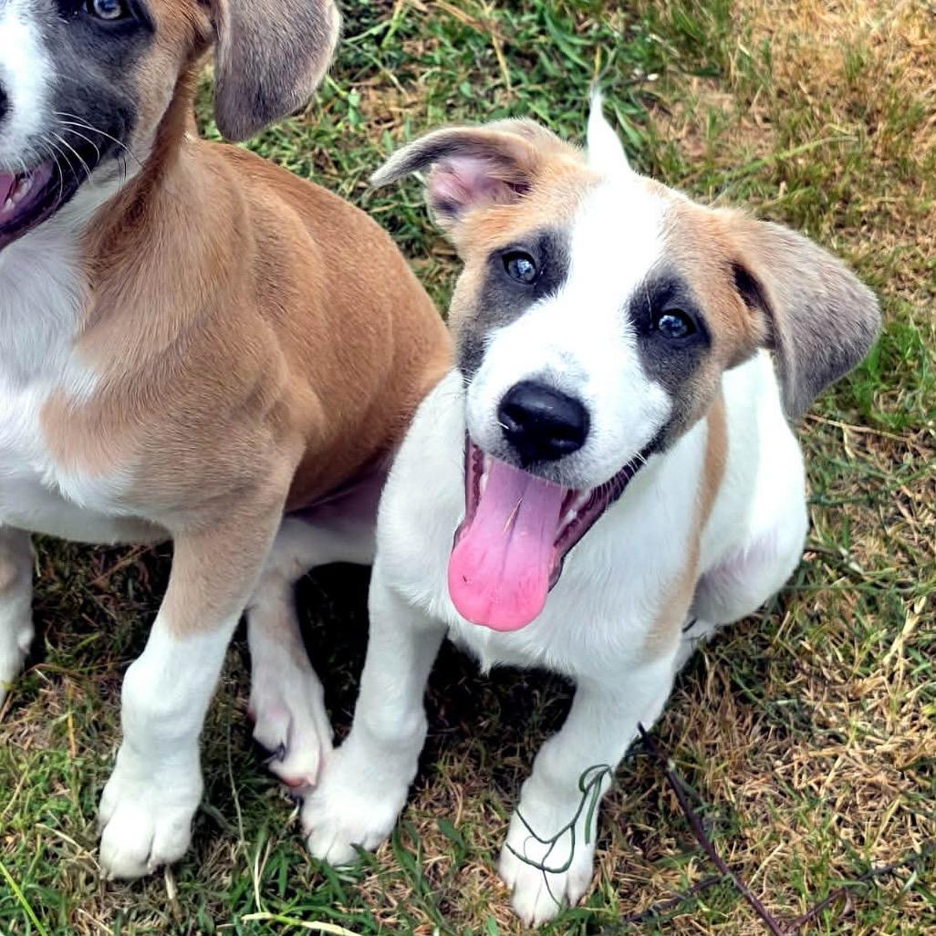 AJ Allistair Ally 26-05-145, a Adoptable mixed breed in Bastrop, TX image 5/6