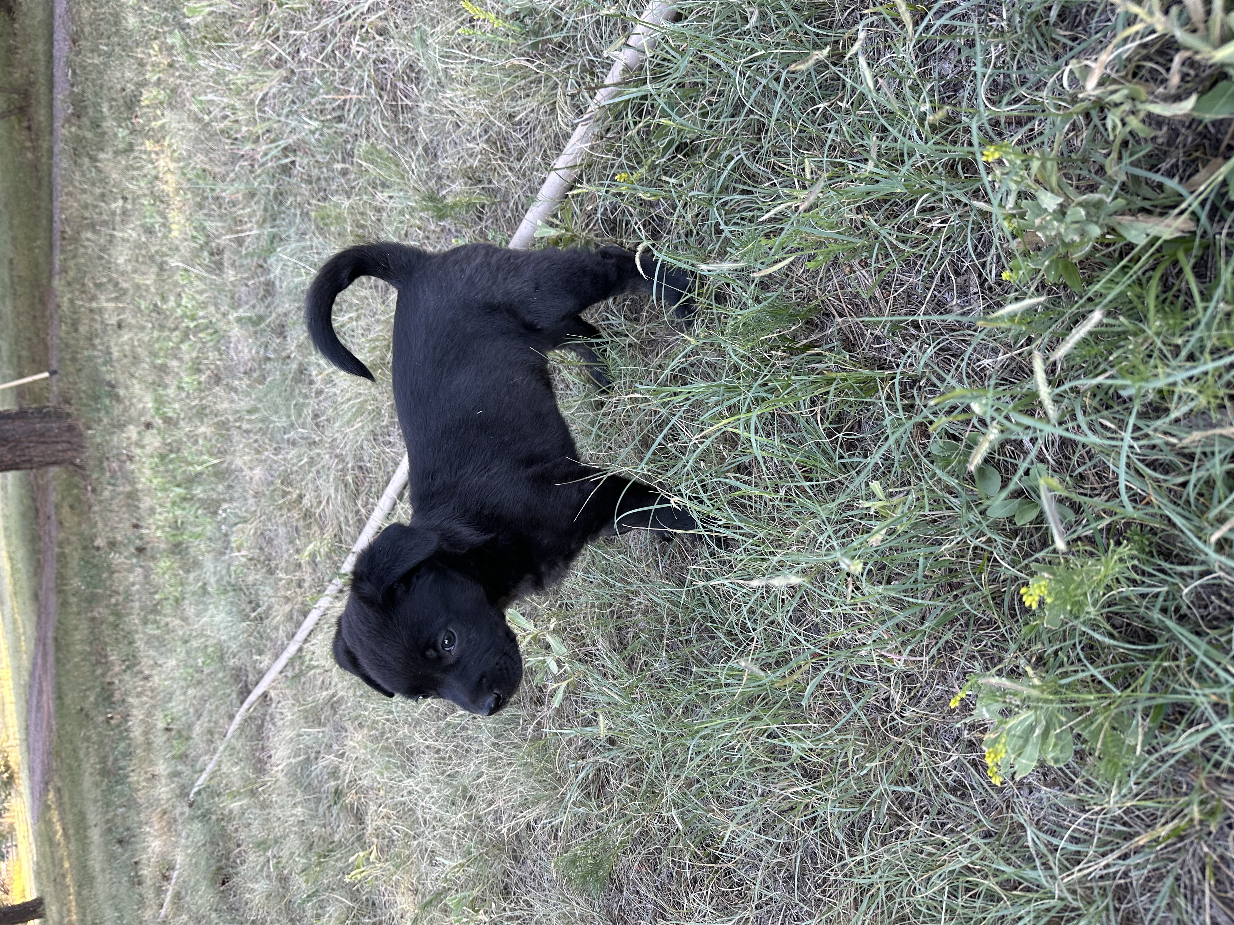 Dallas (black puppy), Adopted, Puppy Male Mixed Breed.