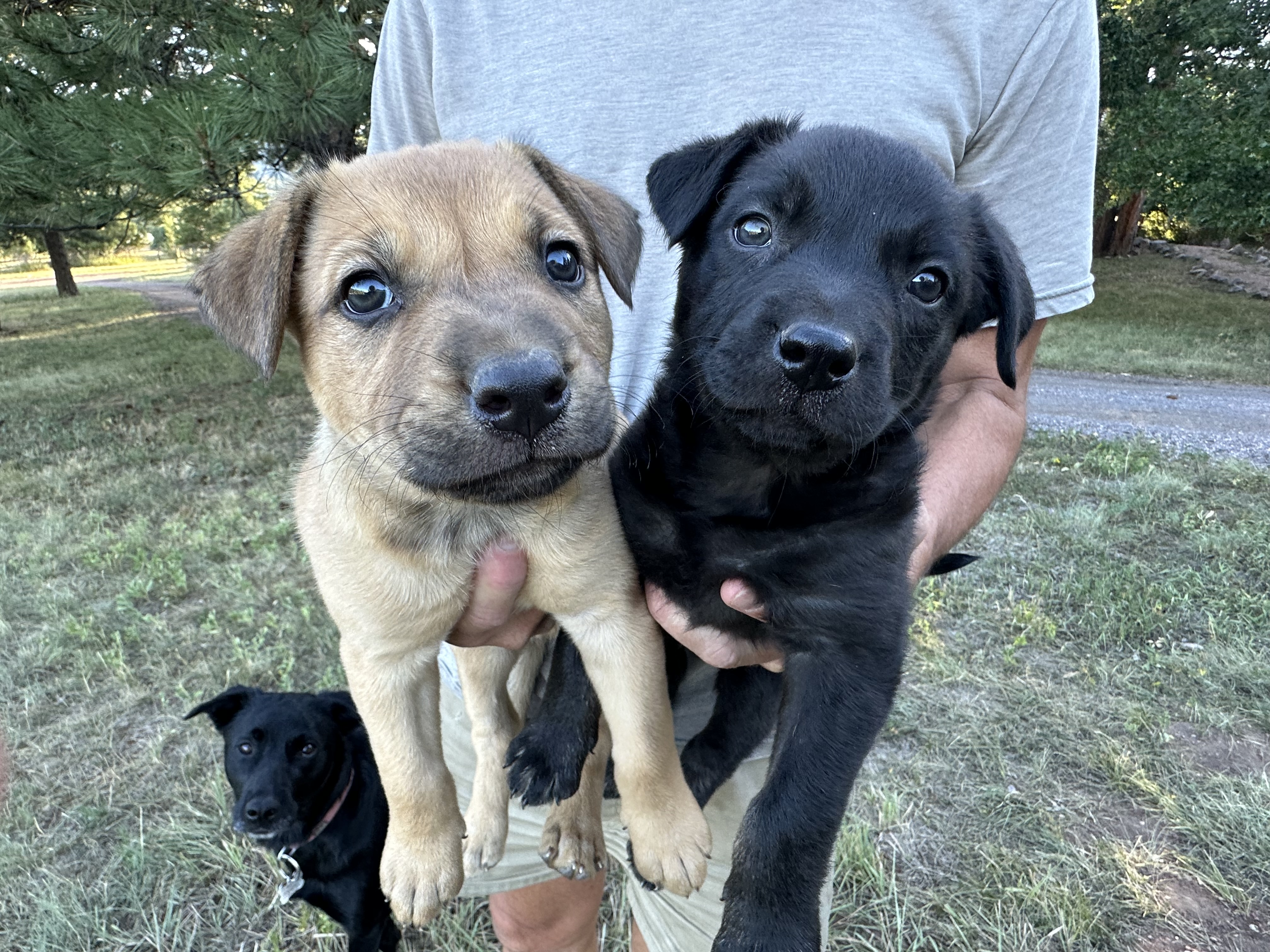 Dallas (black puppy), a Adopted mixed breed in Pueblo, CO image 2/5