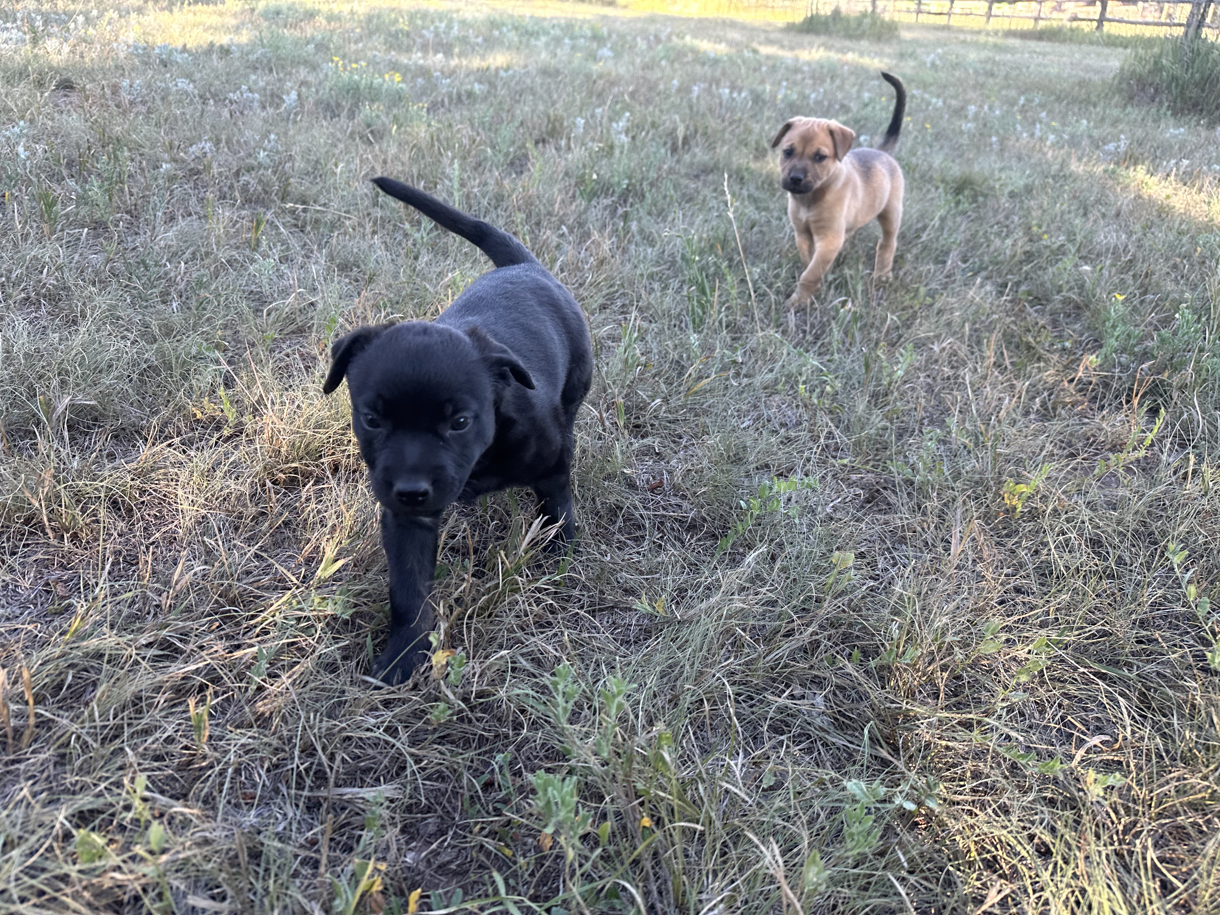 Dallas (black puppy), a Adopted mixed breed in Pueblo, CO image 3/5