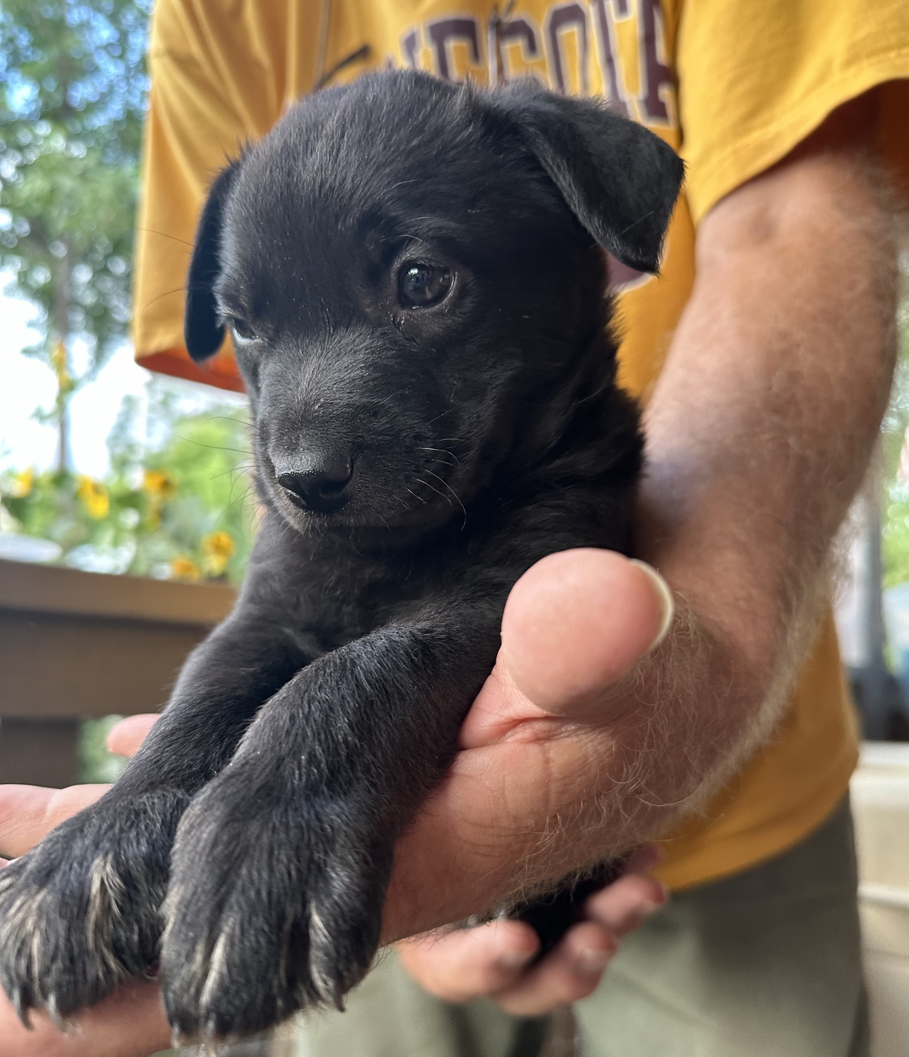 Dallas (black puppy), a Adopted mixed breed in Pueblo, CO image 4/5