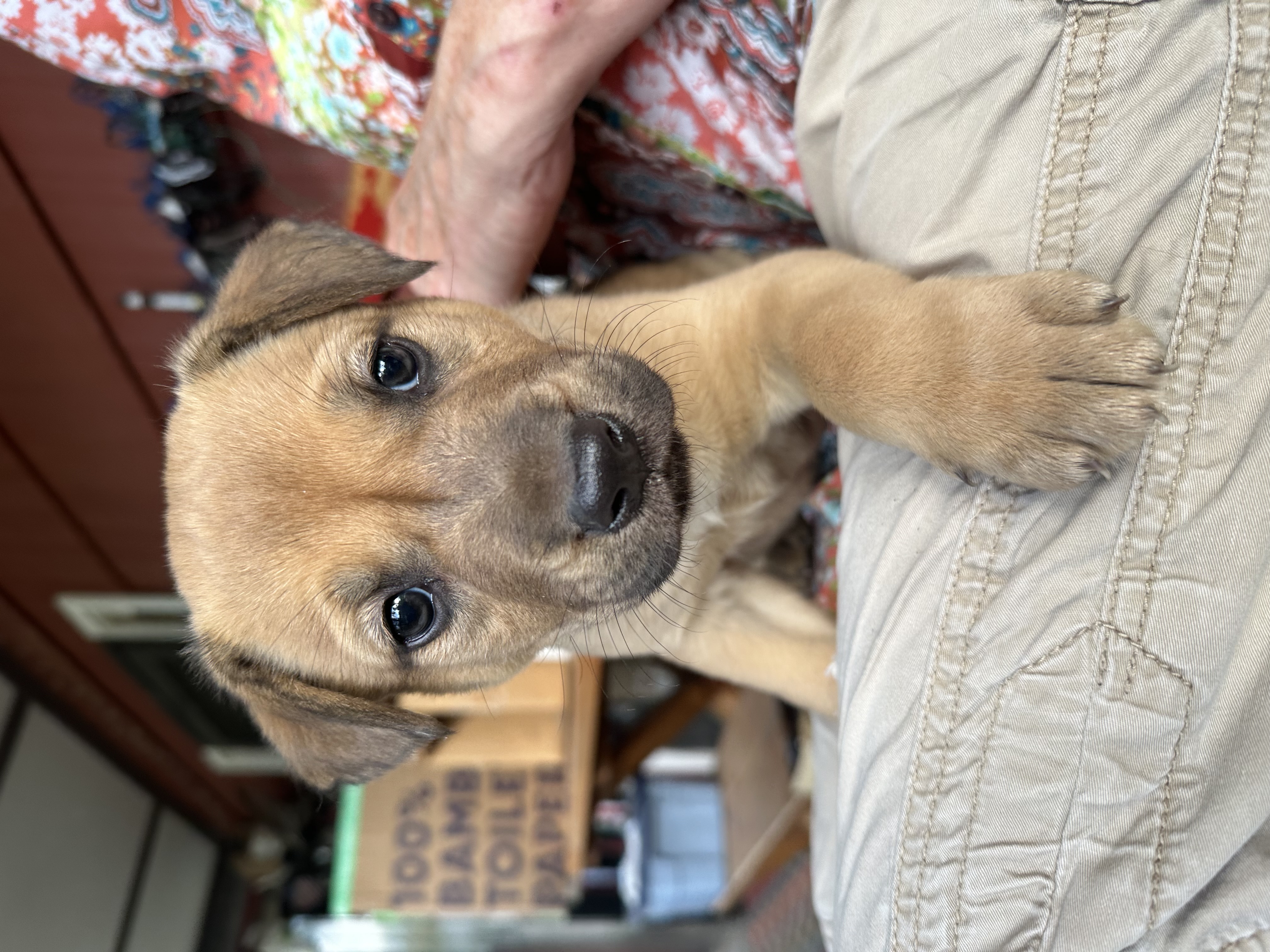 Dallas (black puppy), a Adopted mixed breed in Pueblo, CO image 5/5