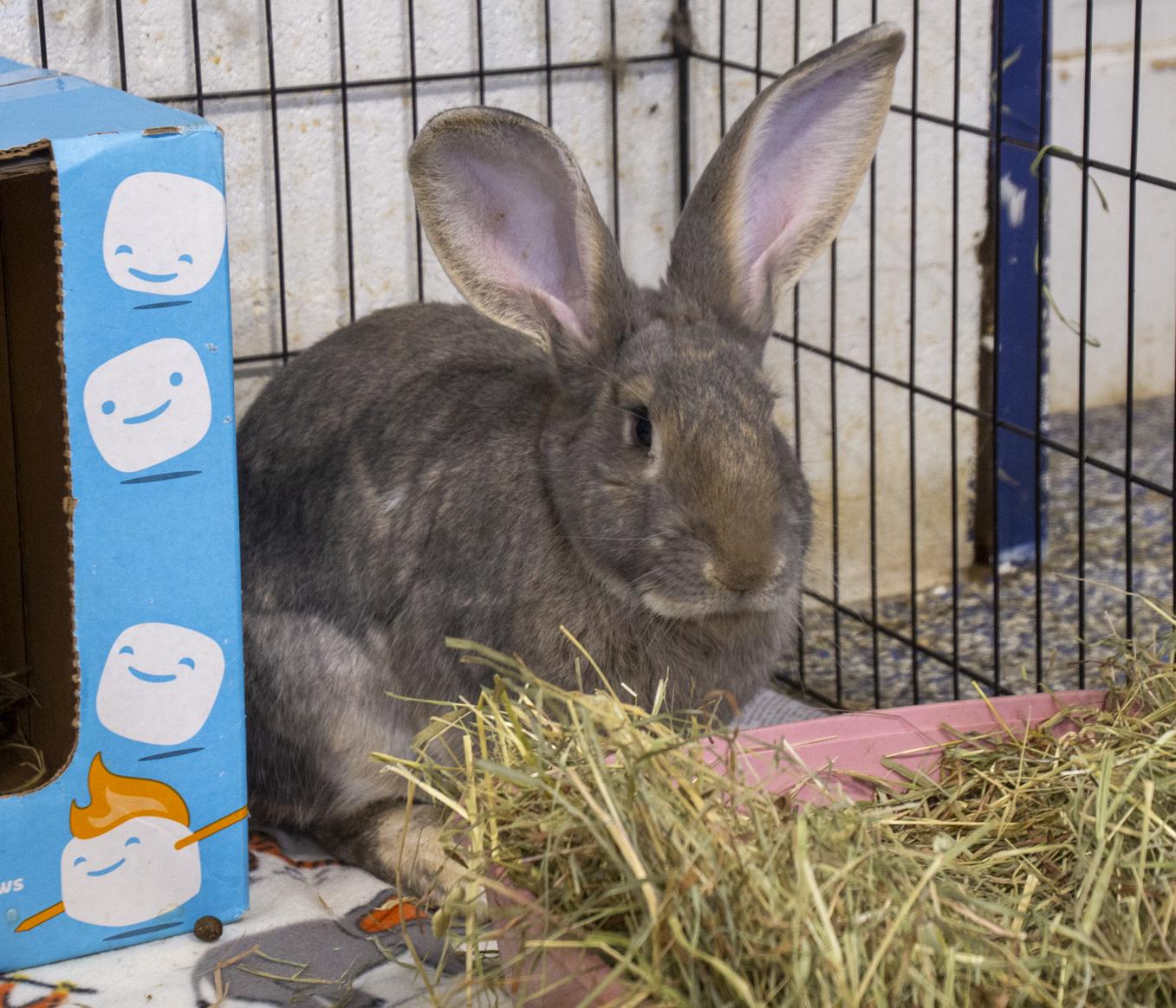 Enlarge Morel, a Adoptable Bunny Rabbit in Whittaker, MI image 2/2