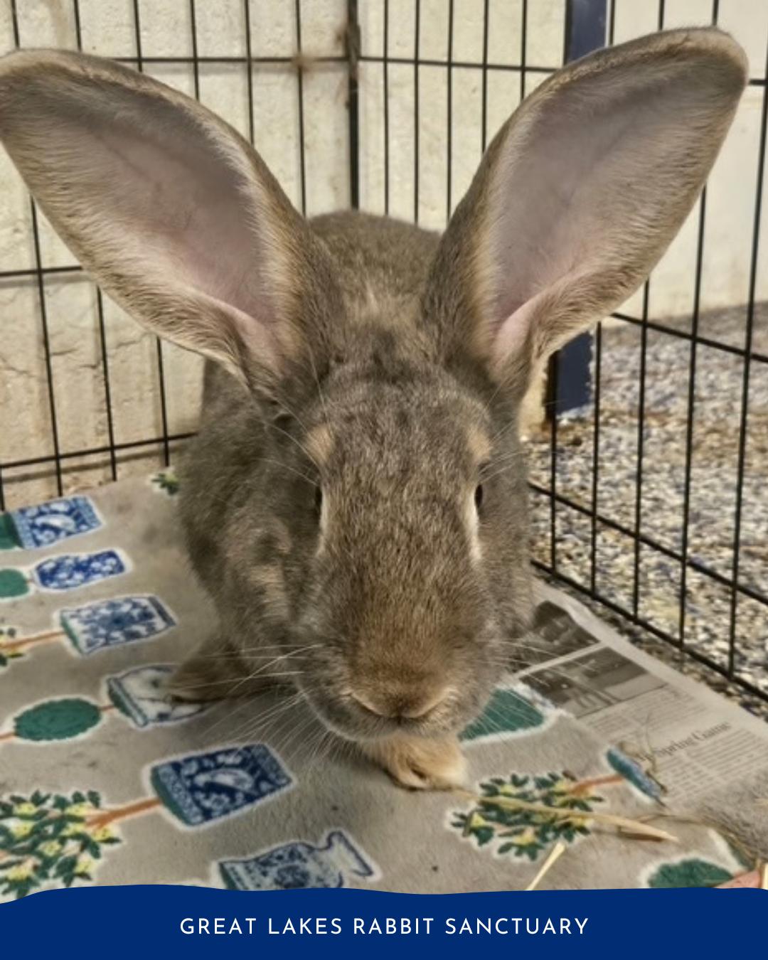 Morel, Adoptable, Young Male Bunny Rabbit.