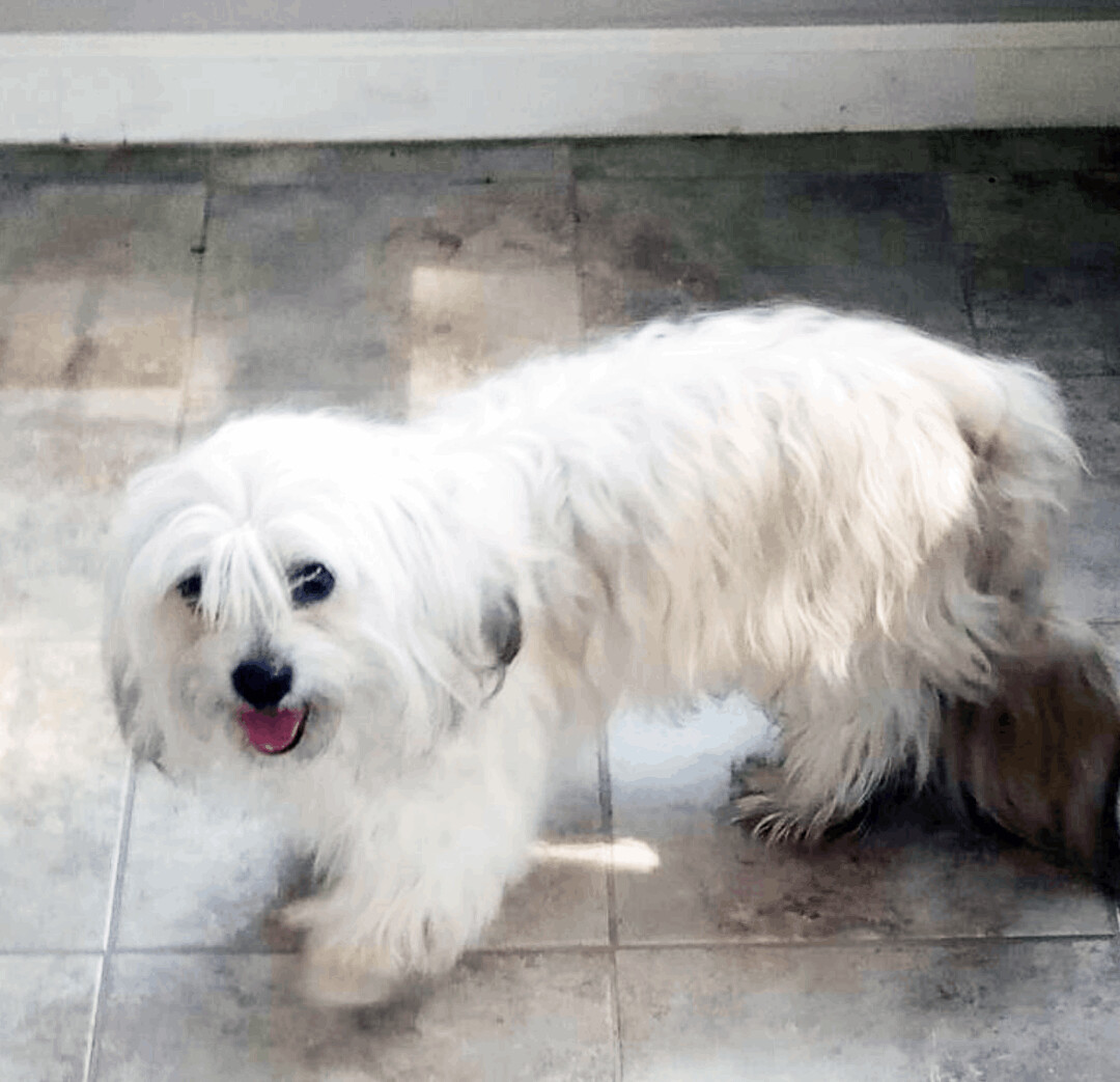 Buddy (Havanese) has been ADOPTED!