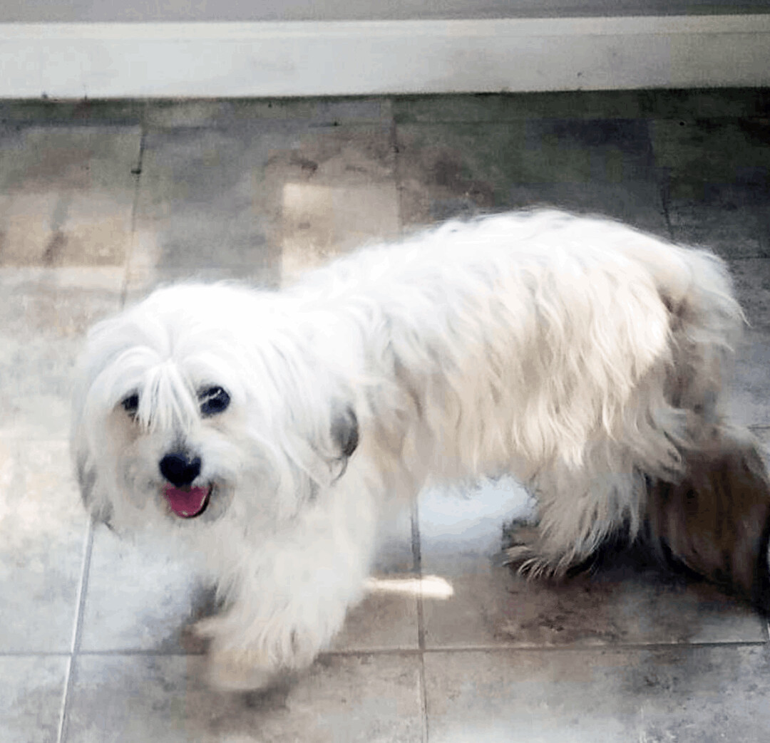 Buddy (Havanese) has been ADOPTED!, an adoptable Havanese in Hillsdale, NJ, 07642 | Photo Image 1