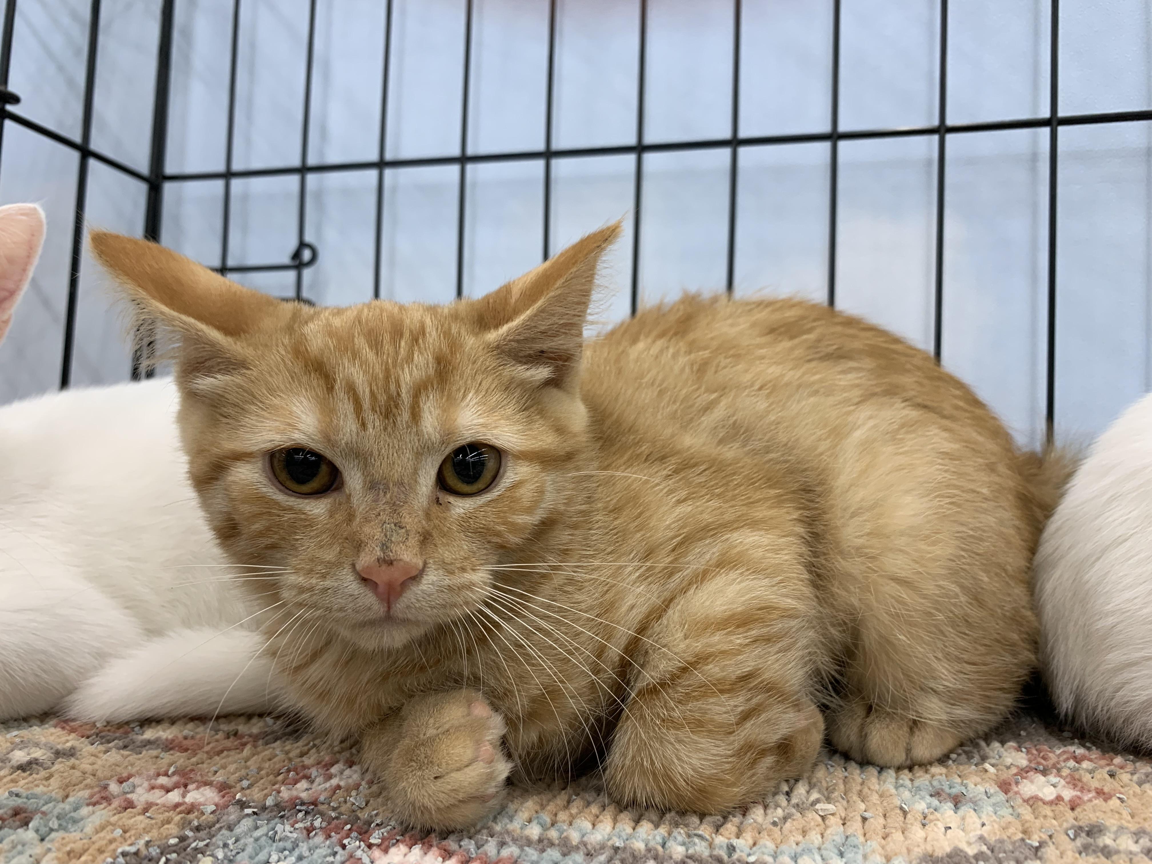 Makari, a ADOPTABLE Domestic Short Hair in Shelby Township, MI image 3/3