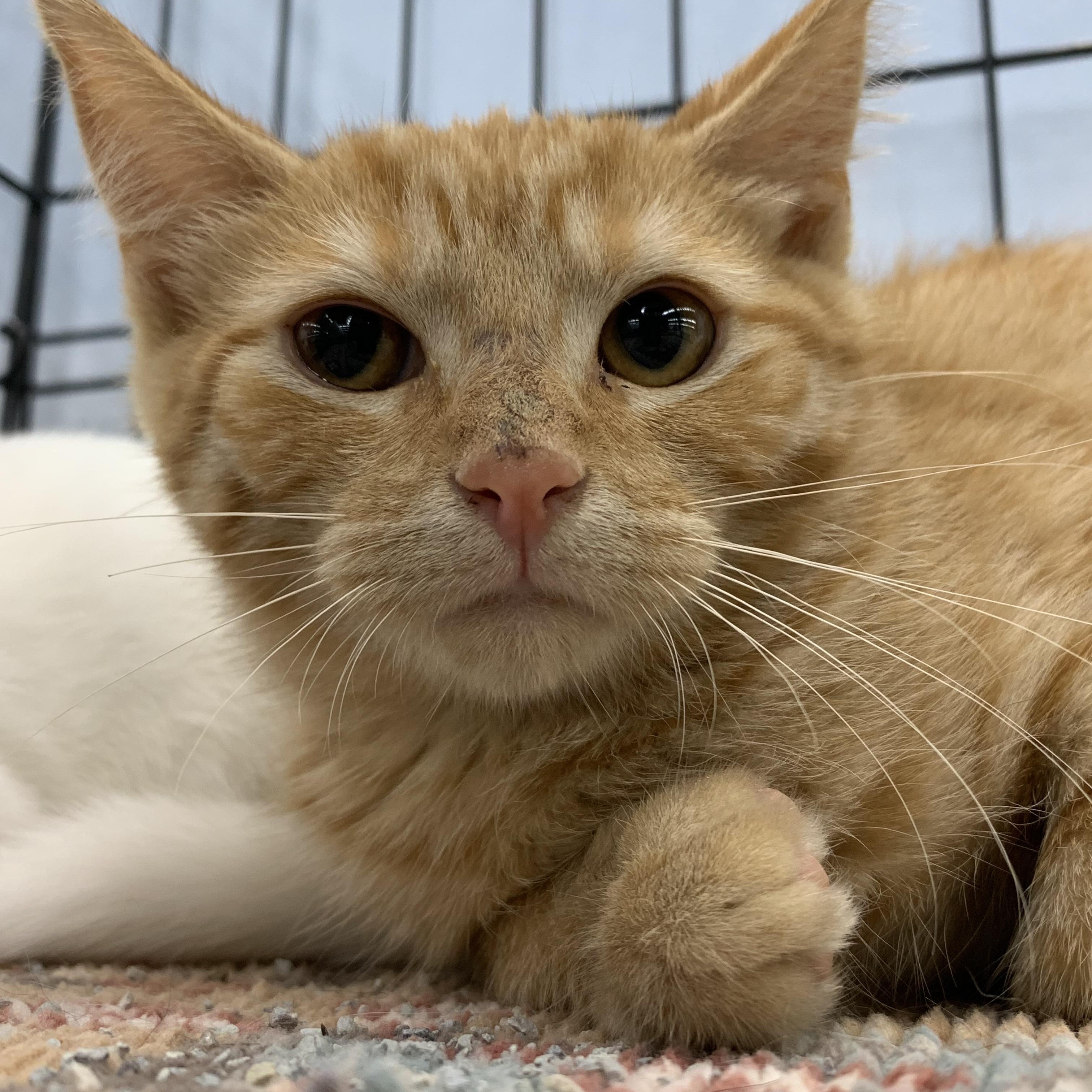 Makari, ADOPTABLE, Young Female Domestic Short Hair.