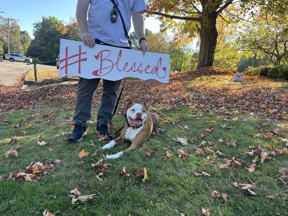 Atticus, Adoptable, Young Male Boxer & Terrier.