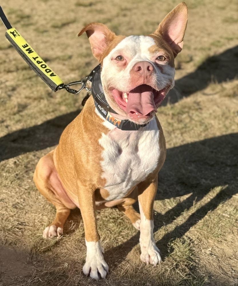 Enlarge Atticus, a Adoptable mixed breed in Middletown, CT image 3/6