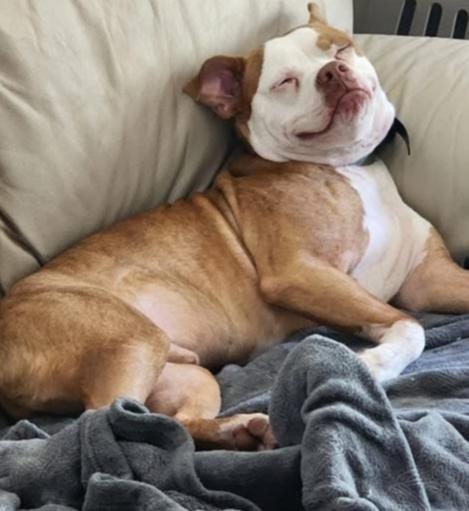 Enlarge Atticus, a Adoptable mixed breed in Middletown, CT image 4/6