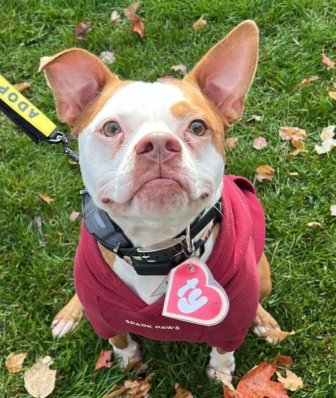 Enlarge Atticus, a Adoptable mixed breed in Middletown, CT image 5/6