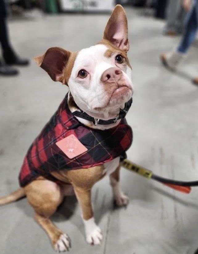 Enlarge Atticus, a Adoptable mixed breed in Middletown, CT image 6/6