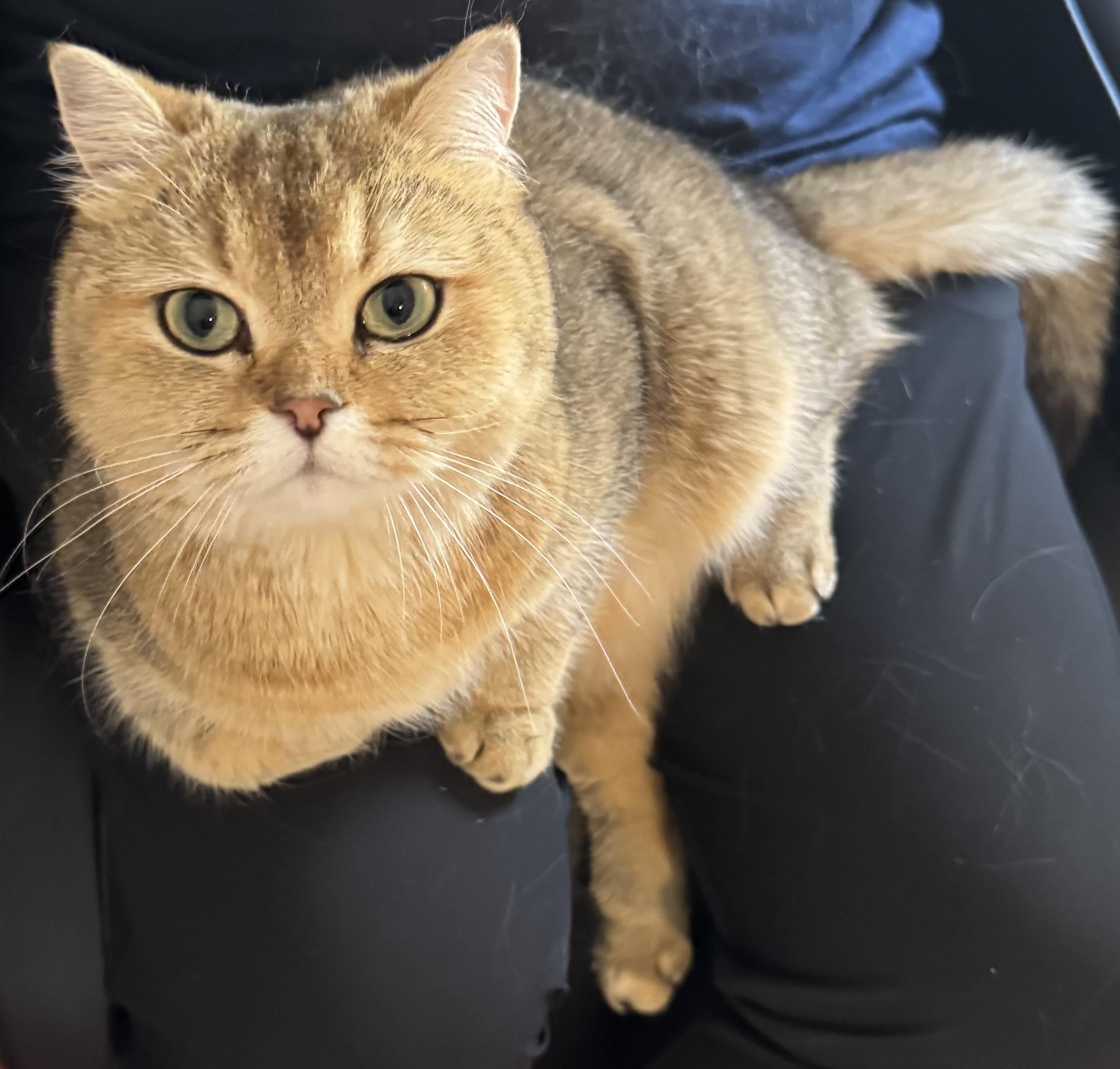 Gigi, adopted, Young Female British Shorthair & Domestic Short Hair.