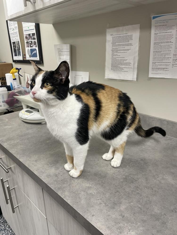 Enlarge Kalika, a Adoptable Calico in Bemidji, MN image 2/3