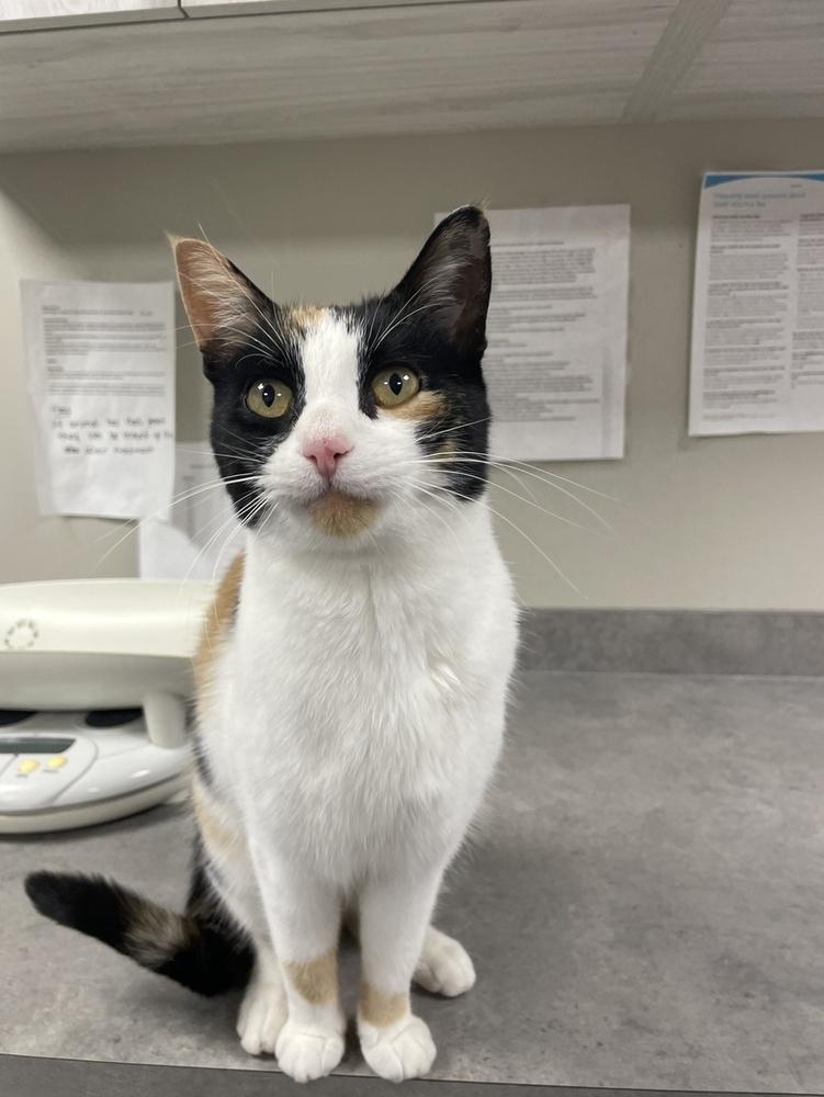 Enlarge Kalika, a Adoptable Calico in Bemidji, MN image 3/3