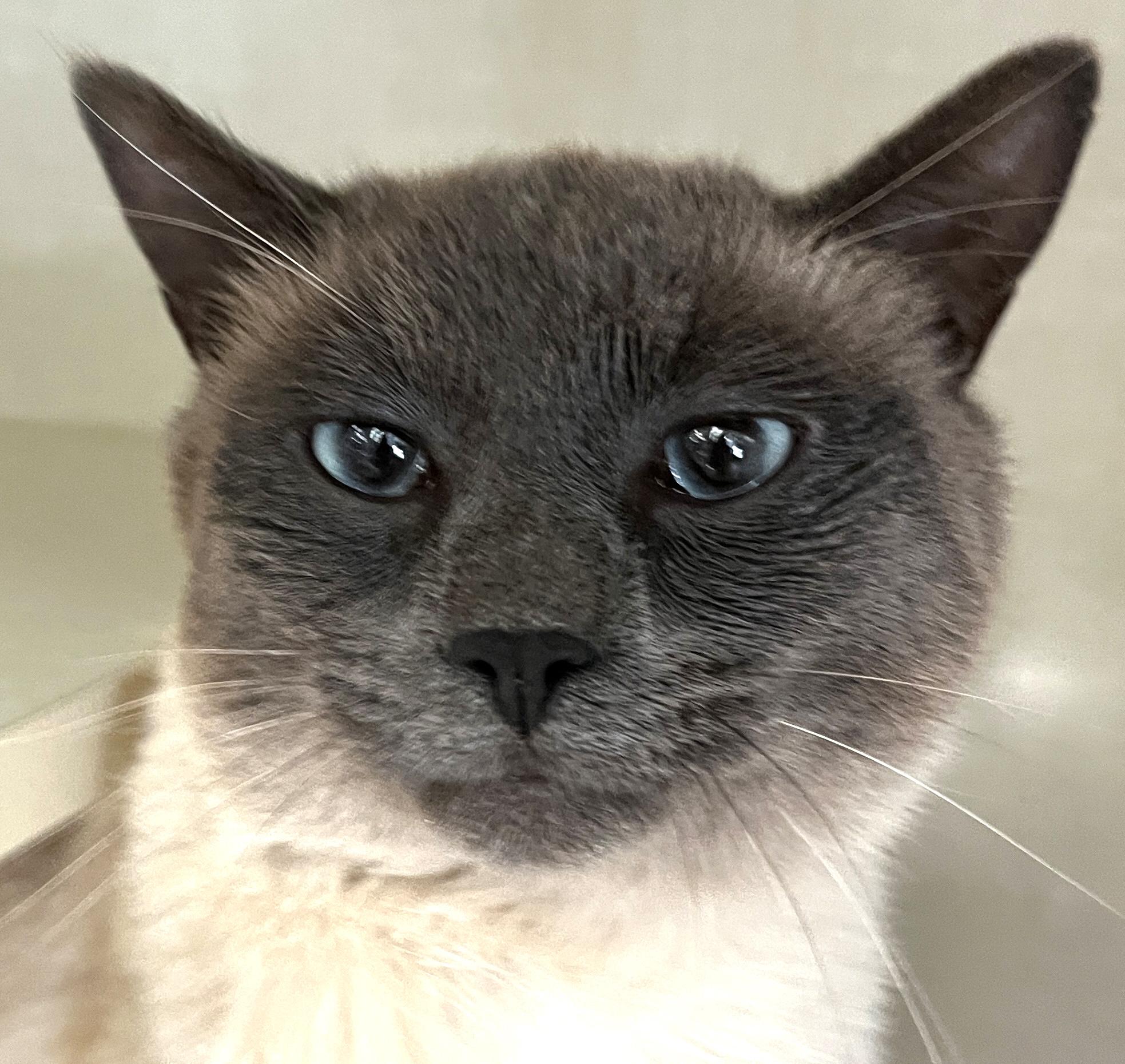 Enlarge Archie, an adopted mixed breed in Lake Oswego, OR image 2/2