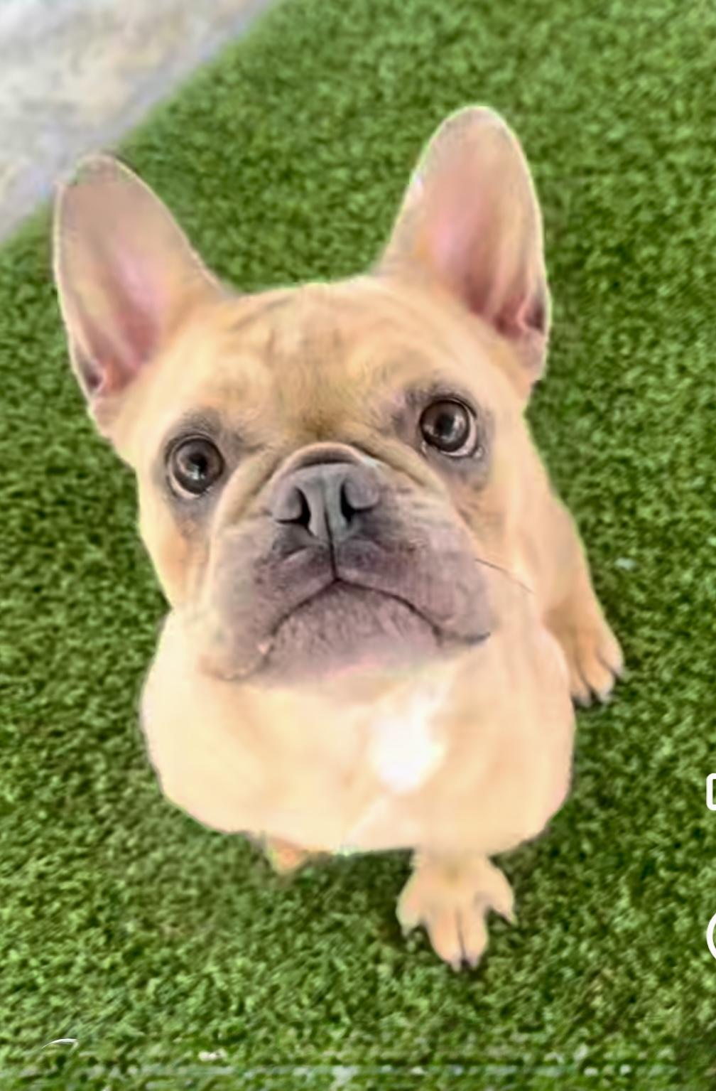 Dune Bug, a ADOPTABLE French Bulldog in Littlerock, CA image 1/2