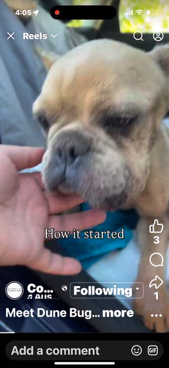 Enlarge Dune Bug, a ADOPTABLE French Bulldog in Littlerock, CA video 2/2