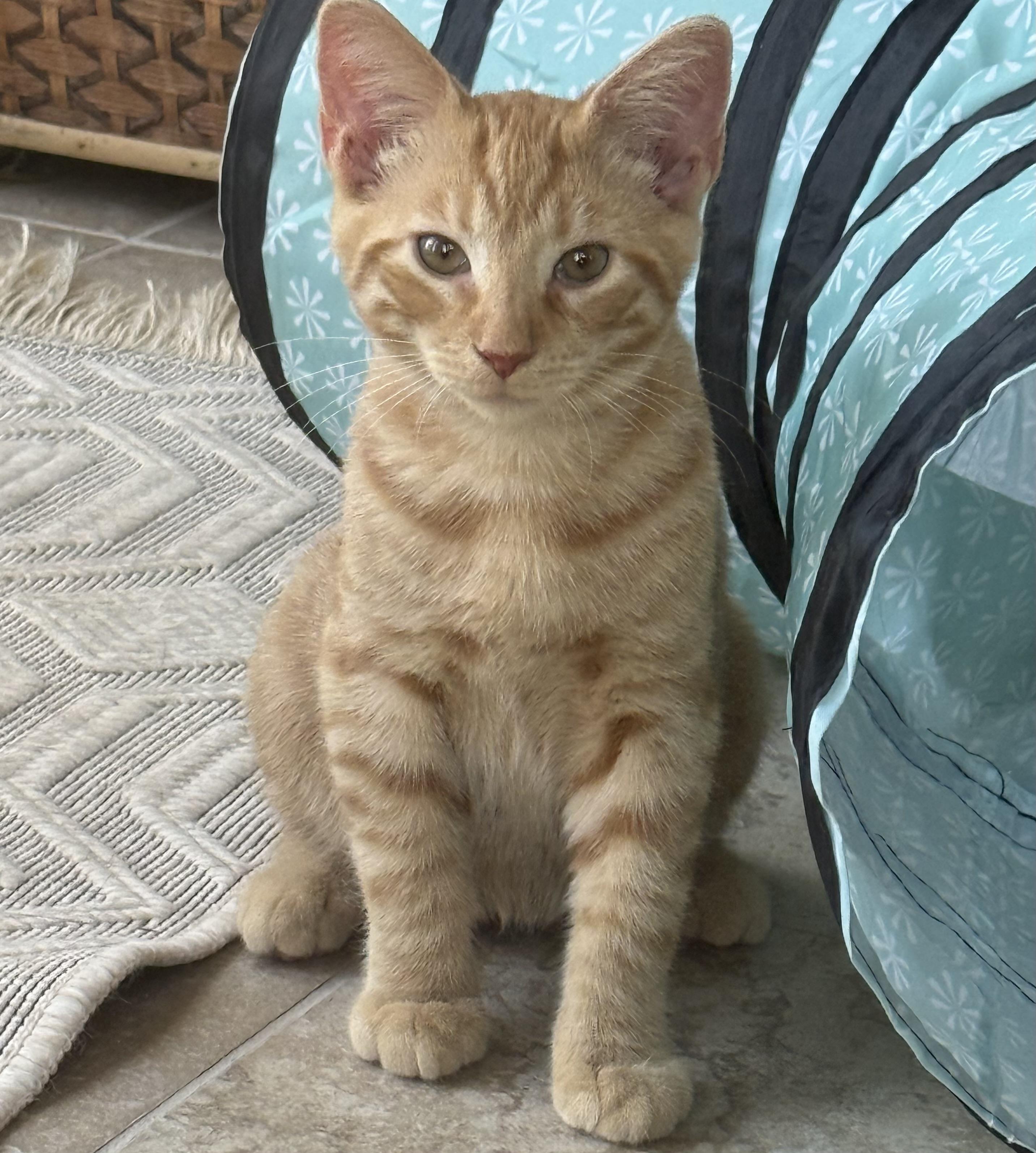 Phineas And Ferb photo 1