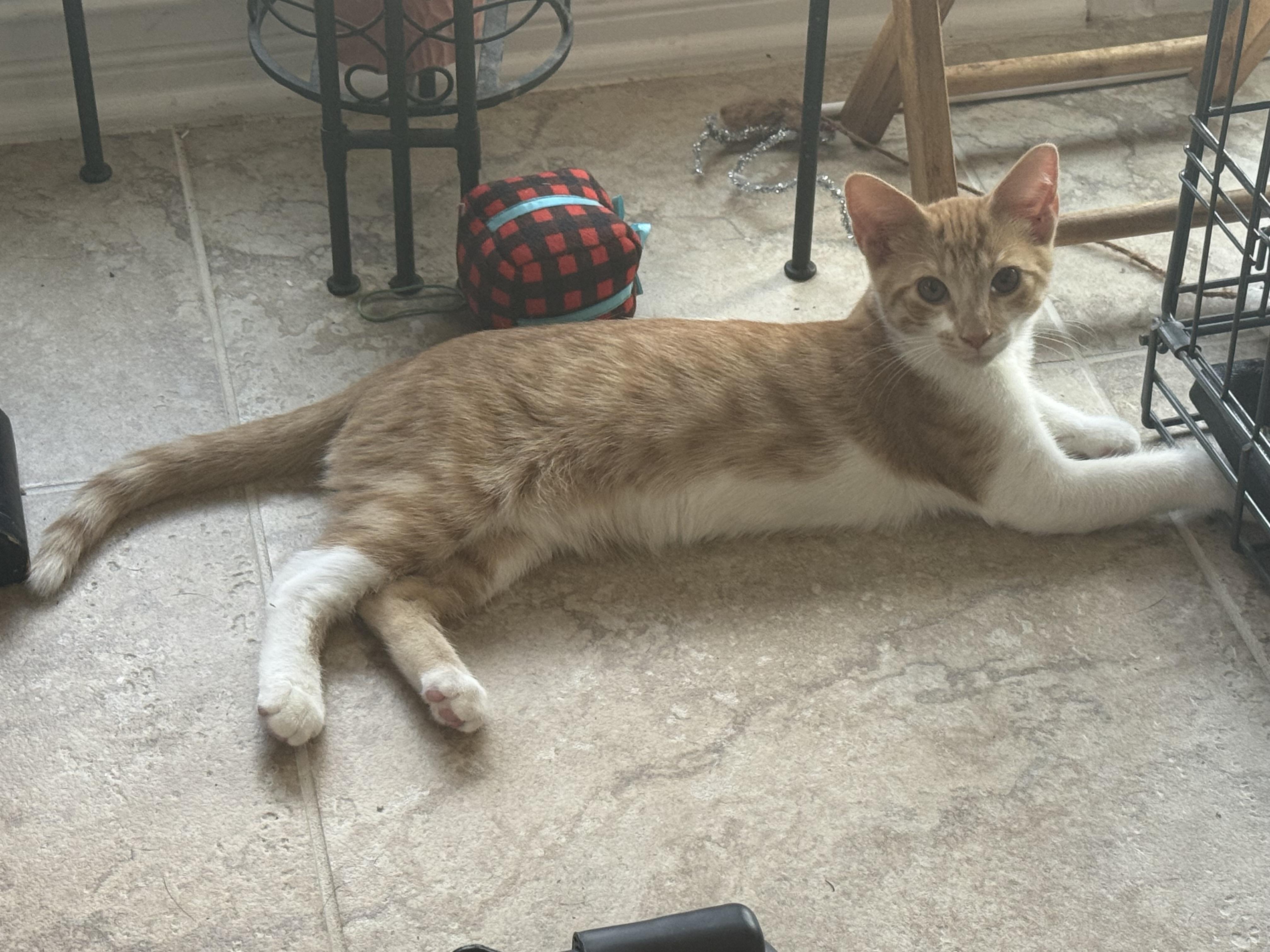 Phineas And Ferb thumbnail 4