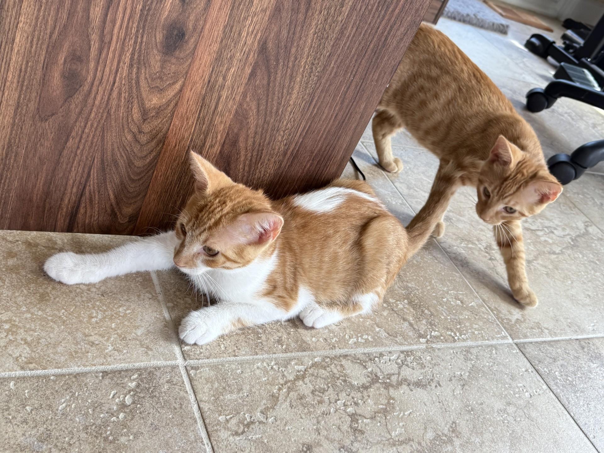 Phineas And Ferb thumbnail 2