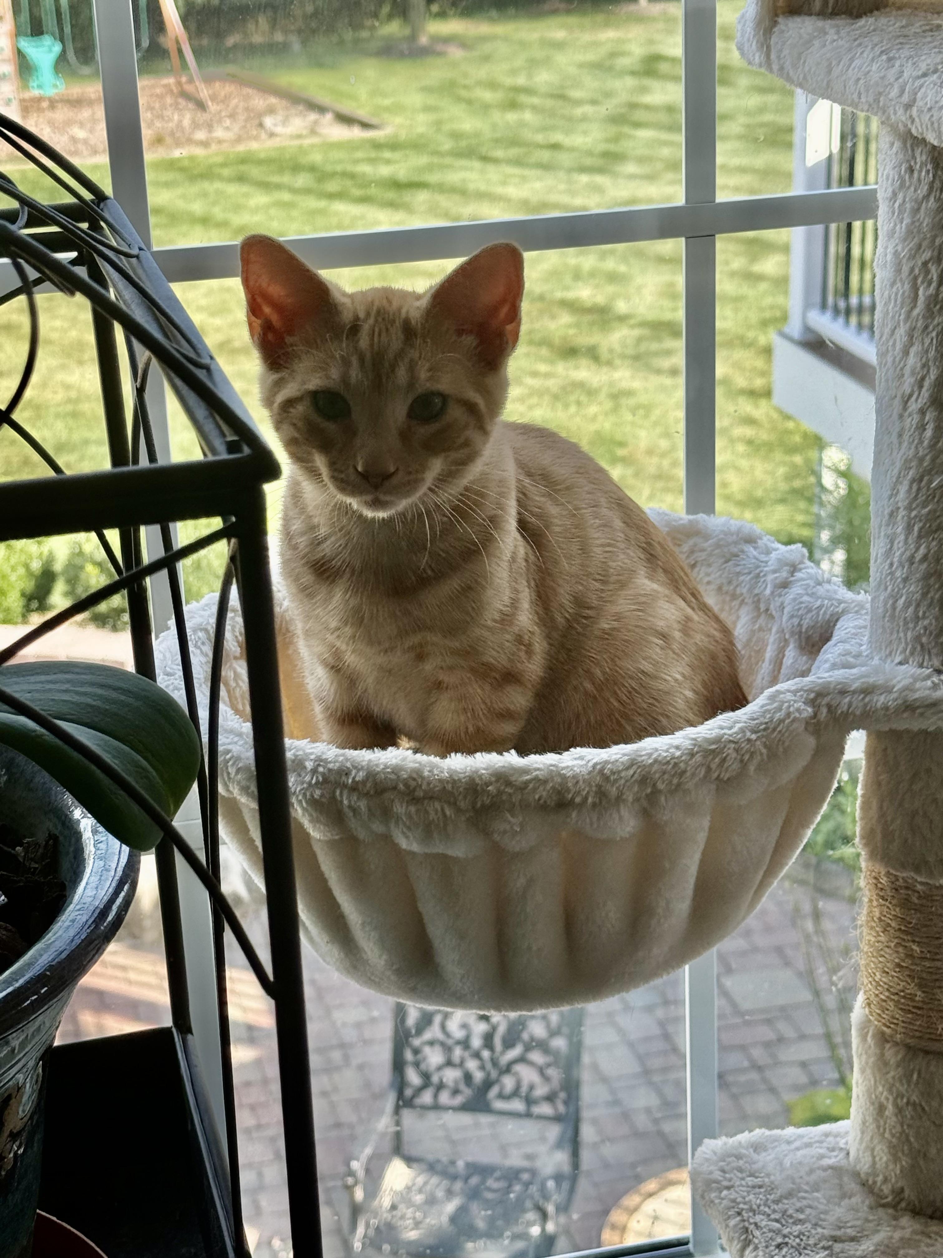 Phineas And Ferb thumbnail 3