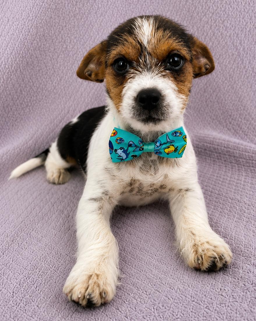Artie, an adopted mixed breed in Lodi, CA image 5/5