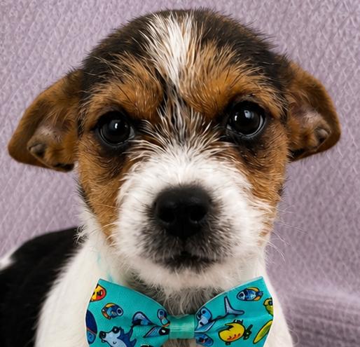 Artie, an adopted mixed breed in Lodi, CA image 2/5