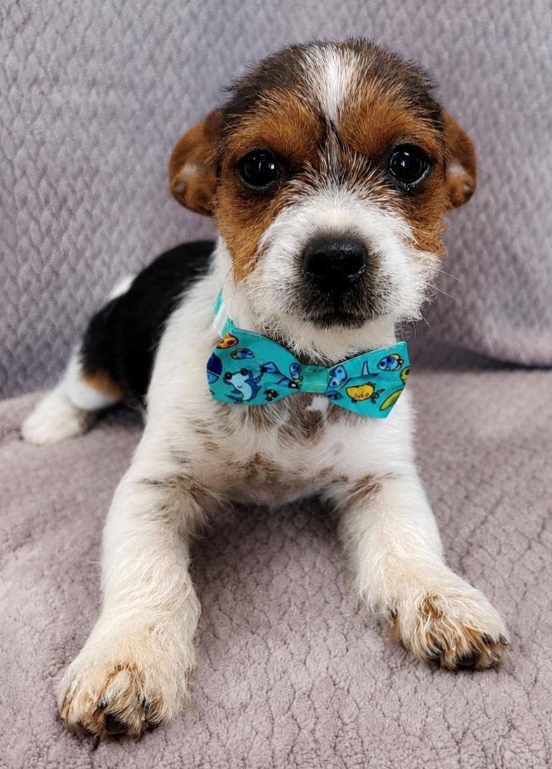 Artie, an adopted mixed breed in Lodi, CA image 4/5