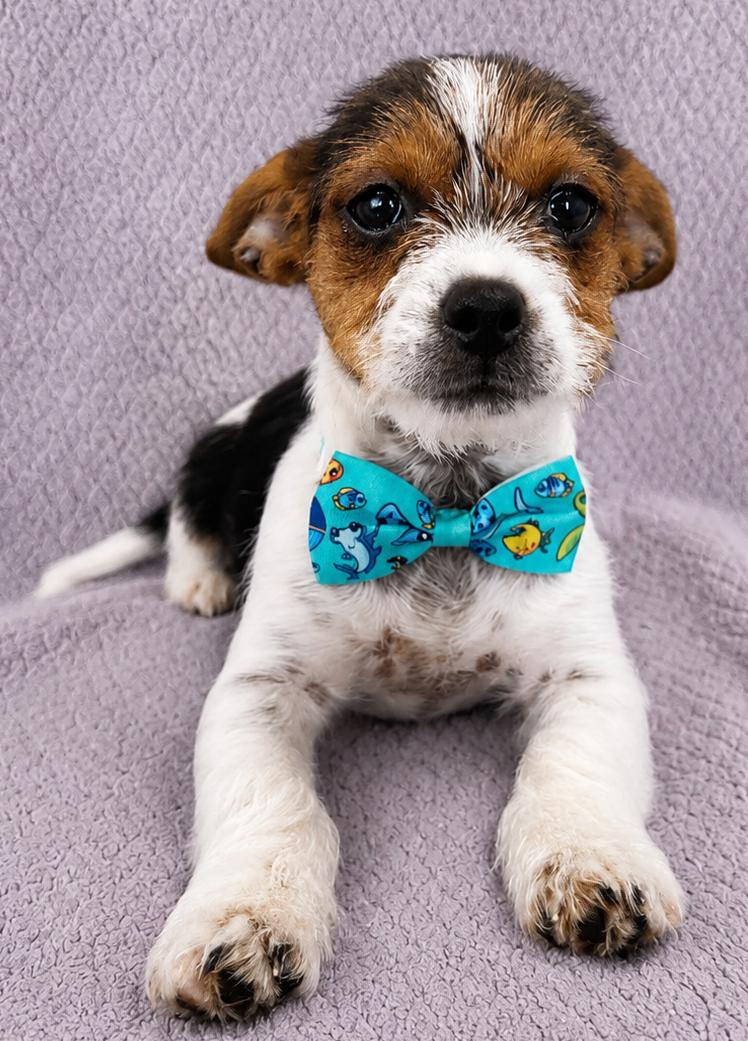 Artie, an adopted mixed breed in Lodi, CA image 3/5