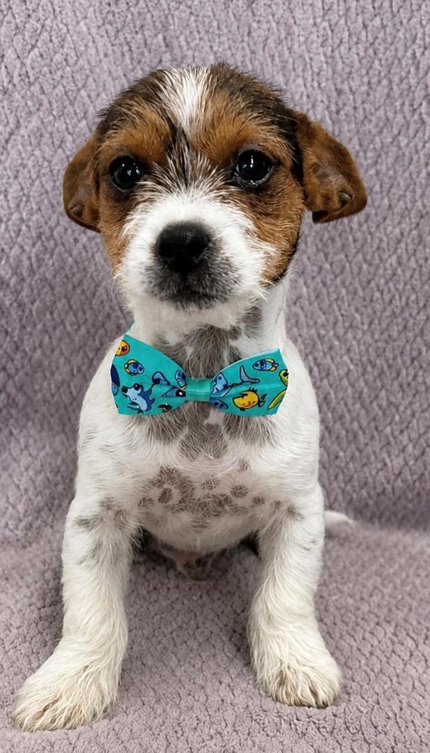 Artie, adopted, Puppy Male Yorkshire Terrier & Chihuahua.