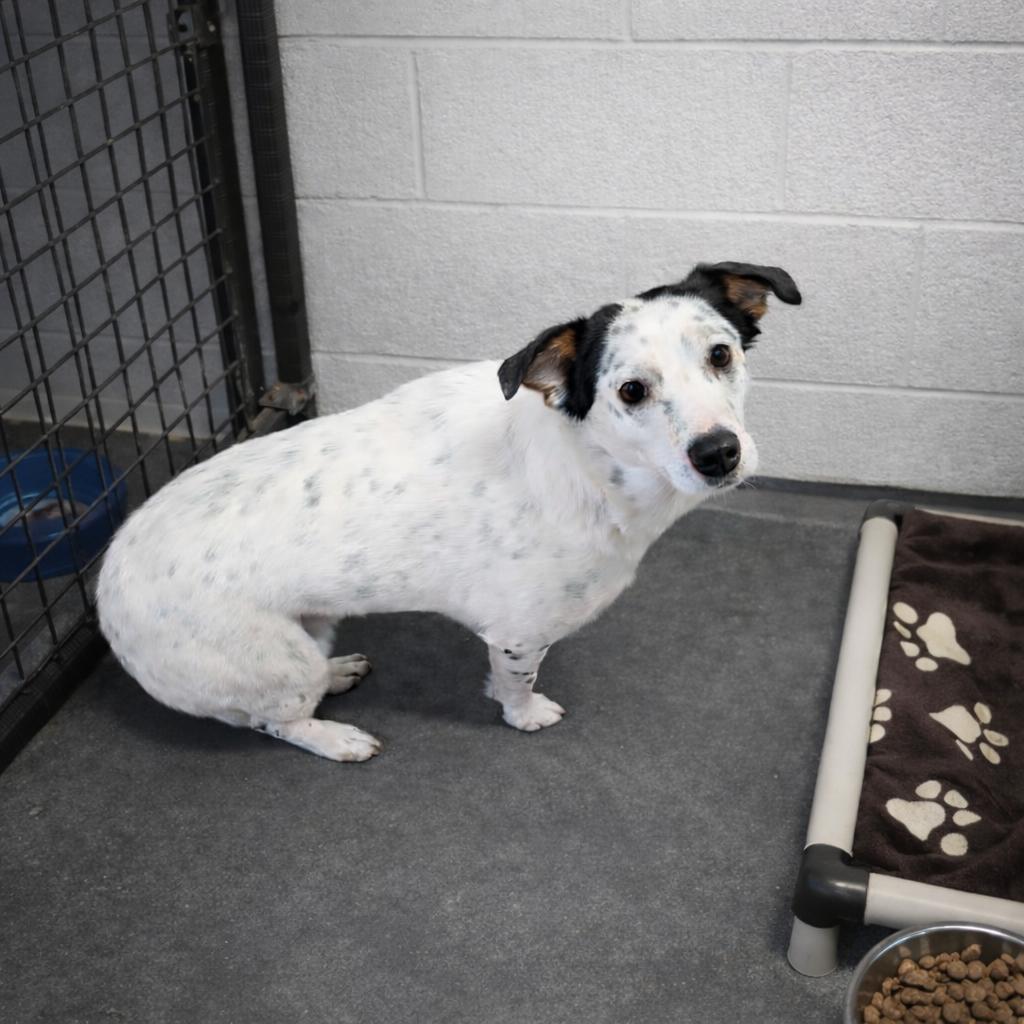 Zeus, ADOPTABLE, Young Male Australian Shepherd & Australian Cattle Dog / Blue Heeler.
