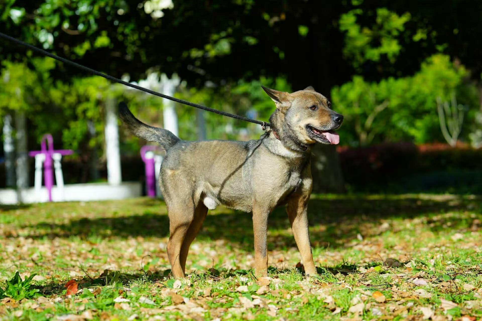 Jet, an adoptable Mixed Breed in Markham, ON image 3/6