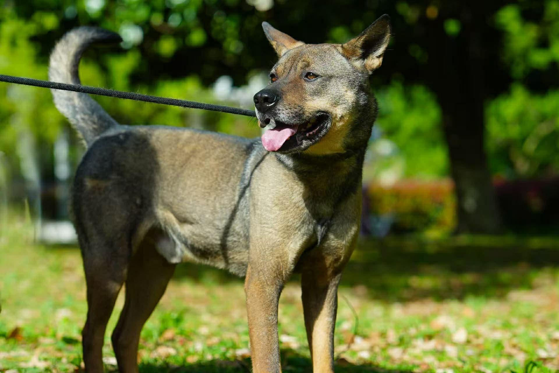 Jet, an adoptable Mixed Breed in Markham, ON image 1/6