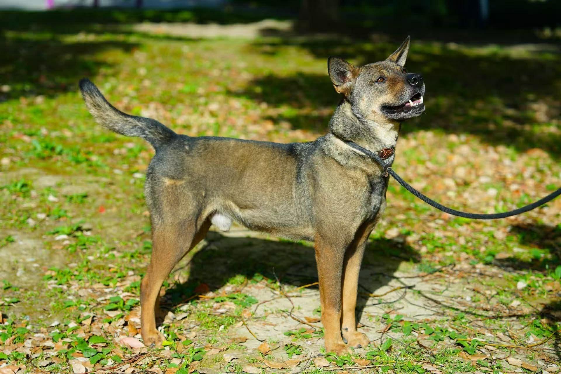 Jet, an adoptable Mixed Breed in Markham, ON image 4/6