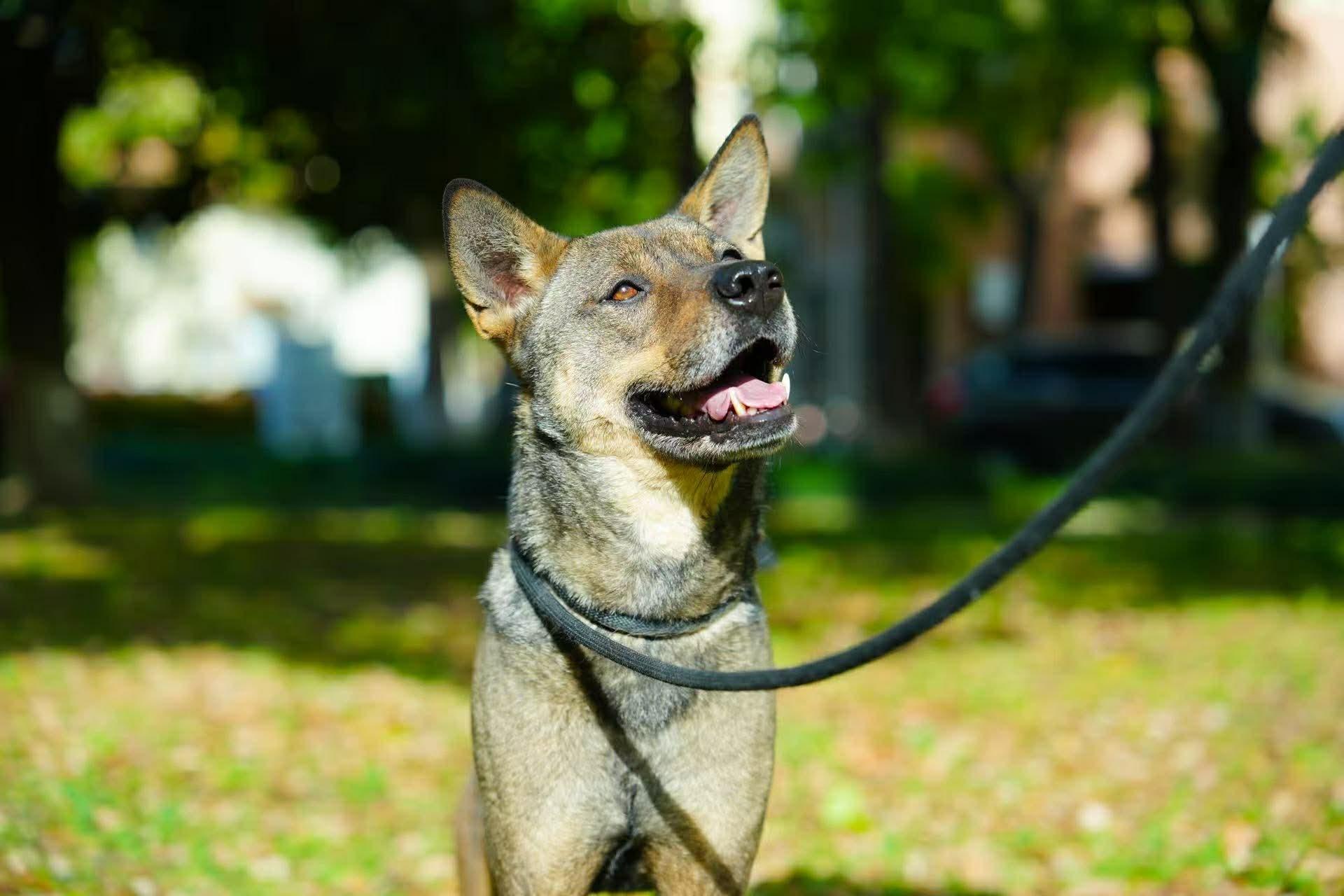 Jet, an adoptable Mixed Breed in Markham, ON image 5/6