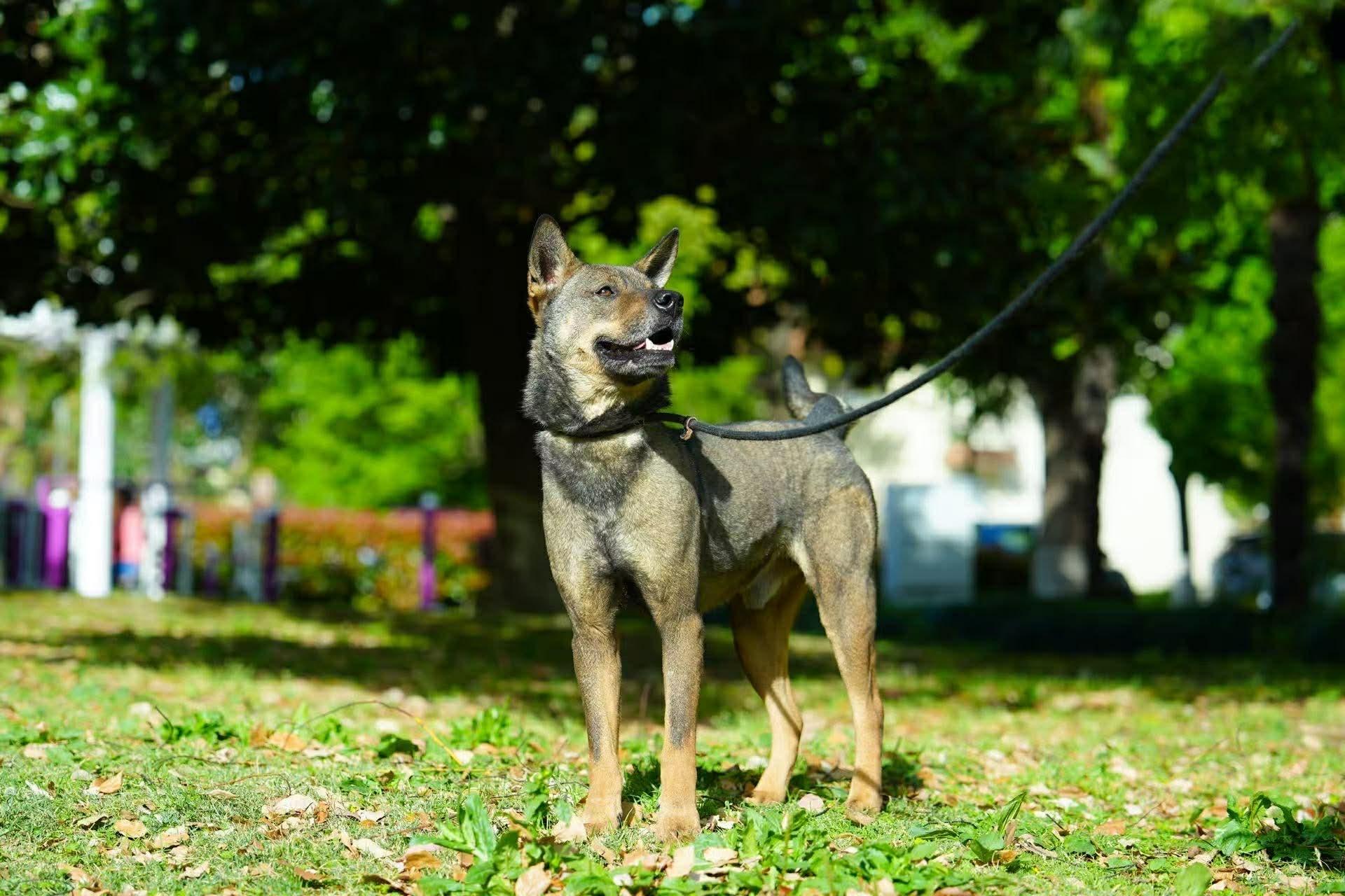 Jet, an adoptable Mixed Breed in Markham, ON image 2/6